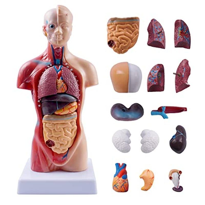 breesky Torso Médico De 10.5 Polegadas , Modelo De Corpo Humano , Boneca De Anatomia , 15 Peças Removíveis Órgãos Educac