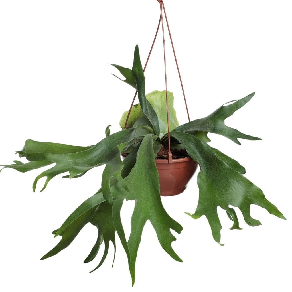 Muda de Samambaia Chifre de Veado Platycerium alcicorne Planta Pendente Ornamental Interior Vaso Decoração