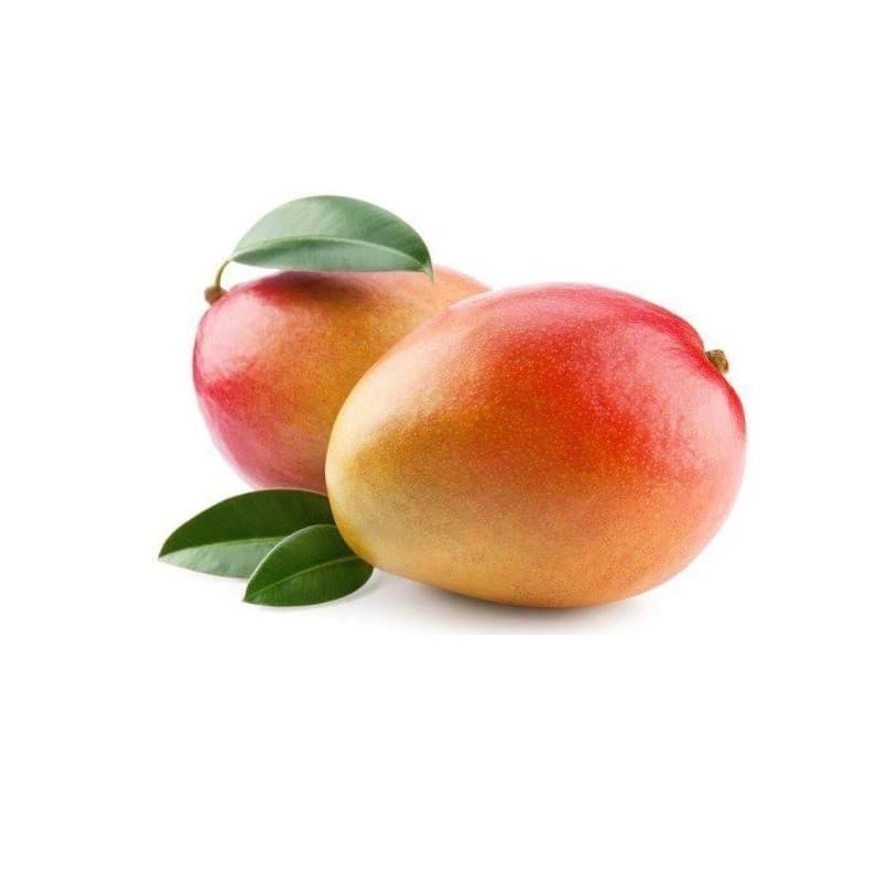 Muda de Manga Haden Enxertada Frutífera Mangifera indica Pomar Vaso Jardim
