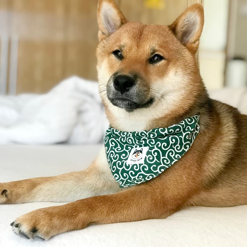 Cachecol triangular japonês feito à mão de Chen Pi Akita Shiba Inu com gola gravata borboleta para cachorro e gato toalh