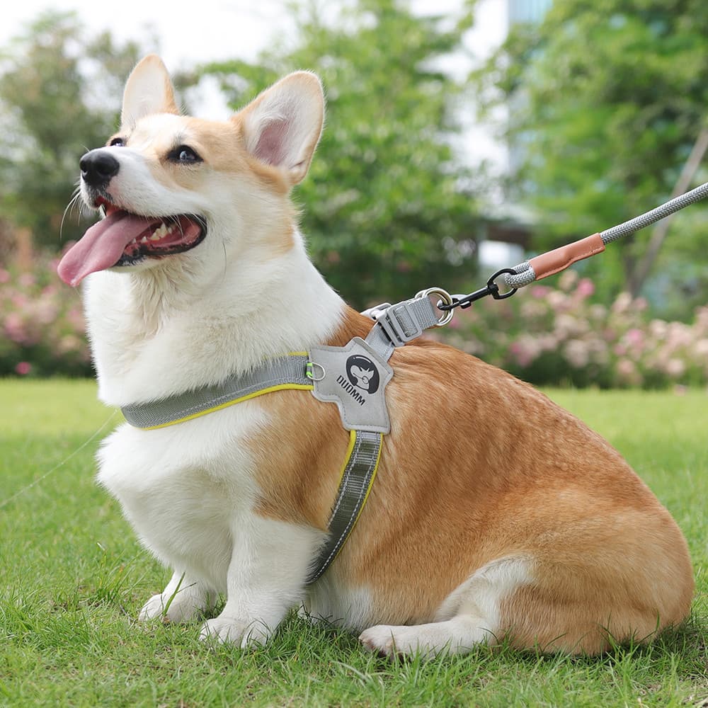 Coleira Anti-quebra para cães, tamanho médio, Corgi, Shiba Inu, verão, respirável, cinta peitoral, coleira para caminhad