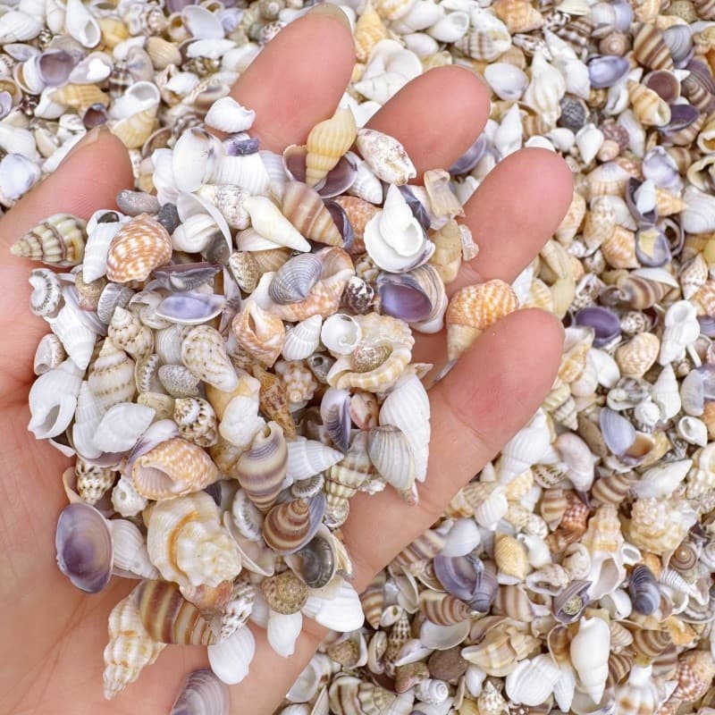 Suprimentos Para Tanque De Peixes 20g/30g Estilo Misto Concha Natural Decoração De Paisagem De Aquário