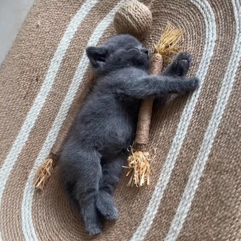 Mutianli Molar vara gato brinquedo auto-feliz alívio do tédio resistente à mordida Catnip bola provocando gato vara gati