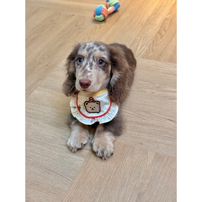 Dachshund urso babador filhote de cachorro bonito babador acessórios Martel Kabu Anti-lamber Saliva toalha triângulo cac