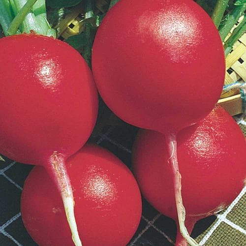 Sementes Premium de Rabanete Cometa (100 sementes) p/ Horta Alta Germinação