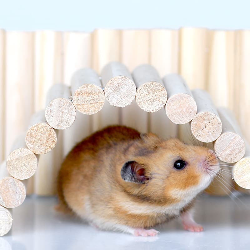 Hamster paisagismo escada longa escalada cerca balanço pilha macia escalada de estrada pendurado arco Log urso dourado i