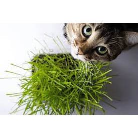 1000 Sementes de Erva para Gatos Catnip Erva para Gatos Animal de Estimação