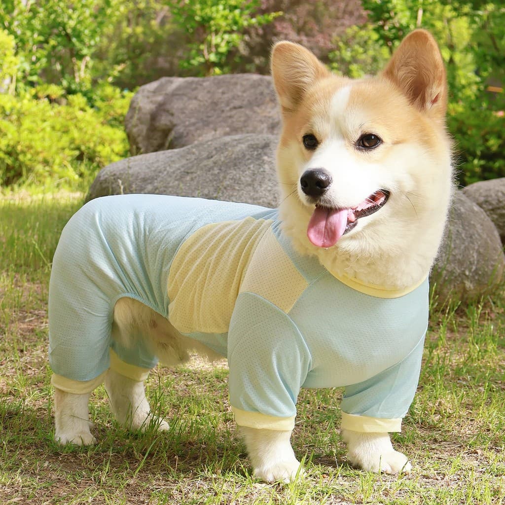 Roupa estilosa para cães Corgi, Shiba Inu, Bichon, estilo fino para animais de estimação de quatro patas, primavera/verã