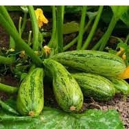200 sementes 400 sementes 1000 sementes de Abobrinha de Tronco Italiana Caserta Saladas Horta