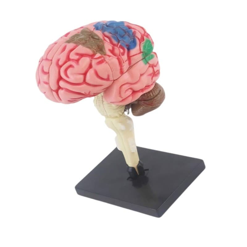 Hi * Modelo Anatomia Do Cérebro Órgãos Removíveis Para 4 A 14 Anos