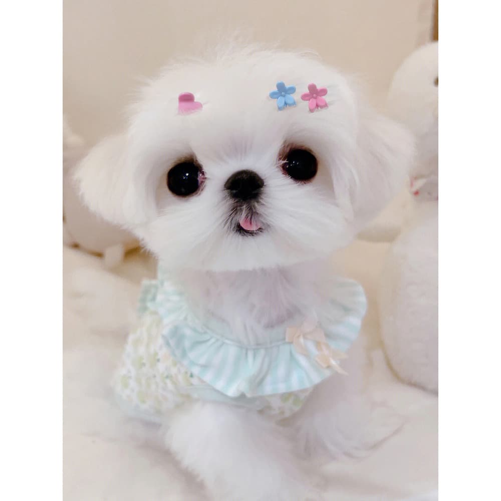 Grampo de cabelo para cachorro, acessórios para cabelo, ponte de nariz maltês, clipe de pelúcia, Mini grampo de cabelo,