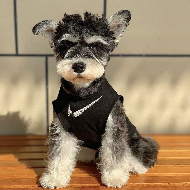 Roupa para Cães, Colete de Malha para Proteção Solar Primavera/Verão para Gatos, Teddy, Bichon, Pomeranian, Poodle Gigan