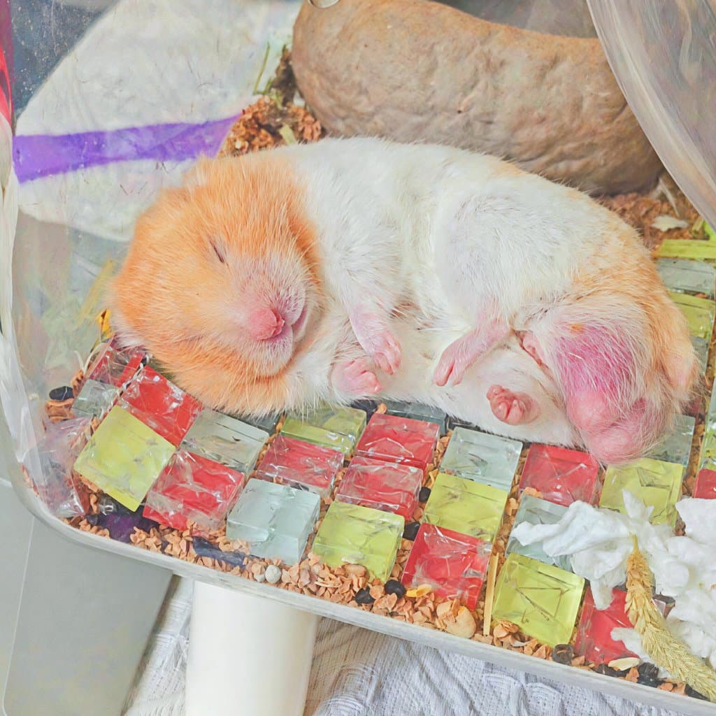 Hamster legal esteira legal hamster urso dourado verão placa de resfriamento tapete de resfriamento pequeno vidro mármor