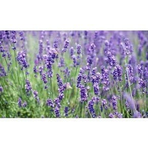 200 sementes 400 sementes 1000 sementes de lavanda verdadeira alfazema flores jardins vasos horta