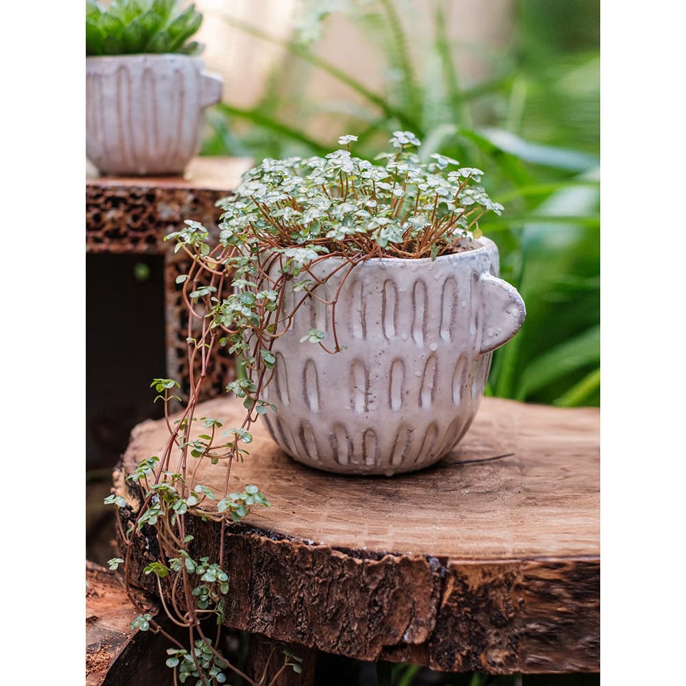Juhan Mini xícara de chá de café vaso de cerâmica recipiente de flores suculenta planta verde vaso de plantas respirável