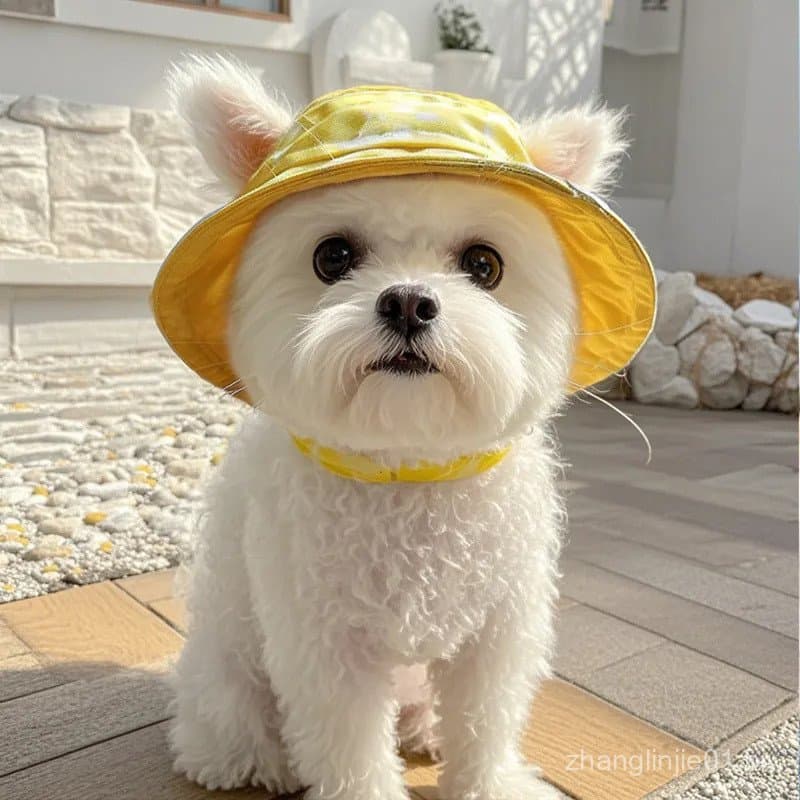 Chapéu para animais de estimação, bonito chapéu para cães com orelhas expostas, antiderrapante, ajustável, para filhotes