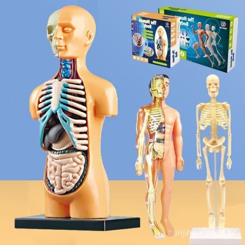Brinquedos modelo de corpo humano infantil, conjunto realista de exibição de anatomia humana (cérreo, coração)