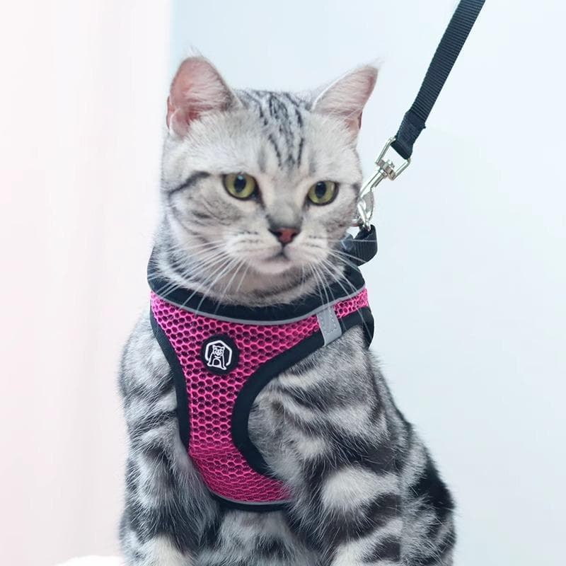Corda de tração para gatos, anti-quebra, alça para cachorro, anti-fuga, peito de gato, corda para caminhada, colete, rou