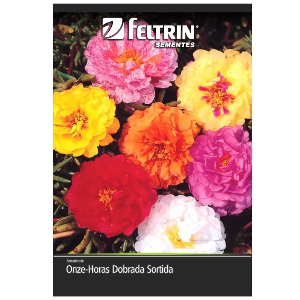 Sementes de Onze Horas Dobrada (Sortida)