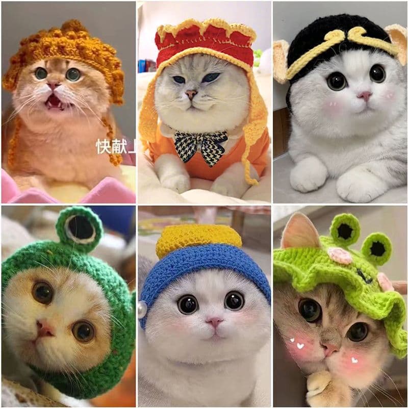 Chapéu bonito Teddy Bajie plâncton jovem chapéu de sol gato de estimação folha de lótus chapéu de lã Cross-Dressing chap