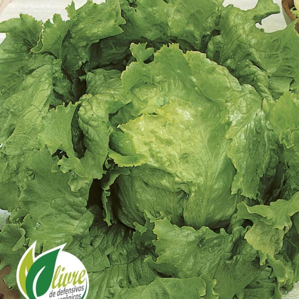 50 Sementes de Alface Crespa Repolhuda Hortaliças