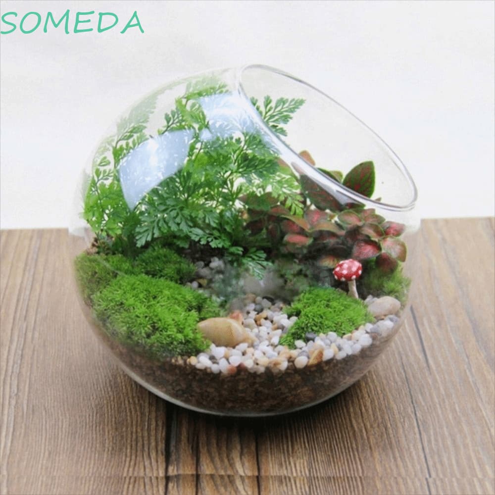 Vaso De Vidro Borossilicato SOMEDA , Bola Transparente Oblíquo , Terrário De Planta