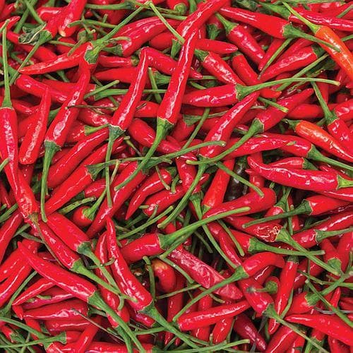 Sementes Premium de Pimenta Dedo de Moça BRS Mari (200 sementes) p/ Horta Alta Germinação