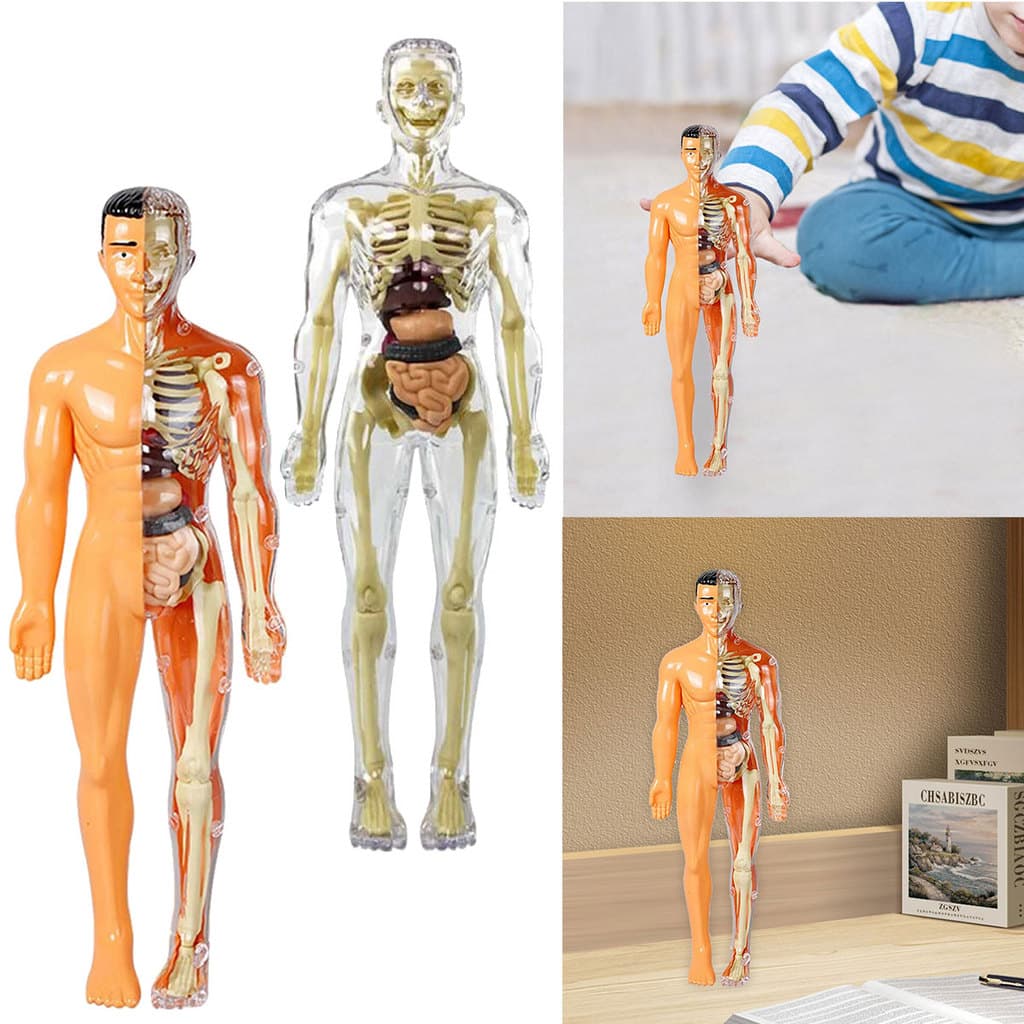 [layonora] Modelo De Anatomia Do Corpo Humano Com Peças Removíveis Humana Para Crianças Kits De Ciências De Aprendizagem