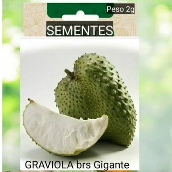 5 x Sementes GRAVIOLA GIGANTE  plante Horta vaso terra Jardim OFERTA