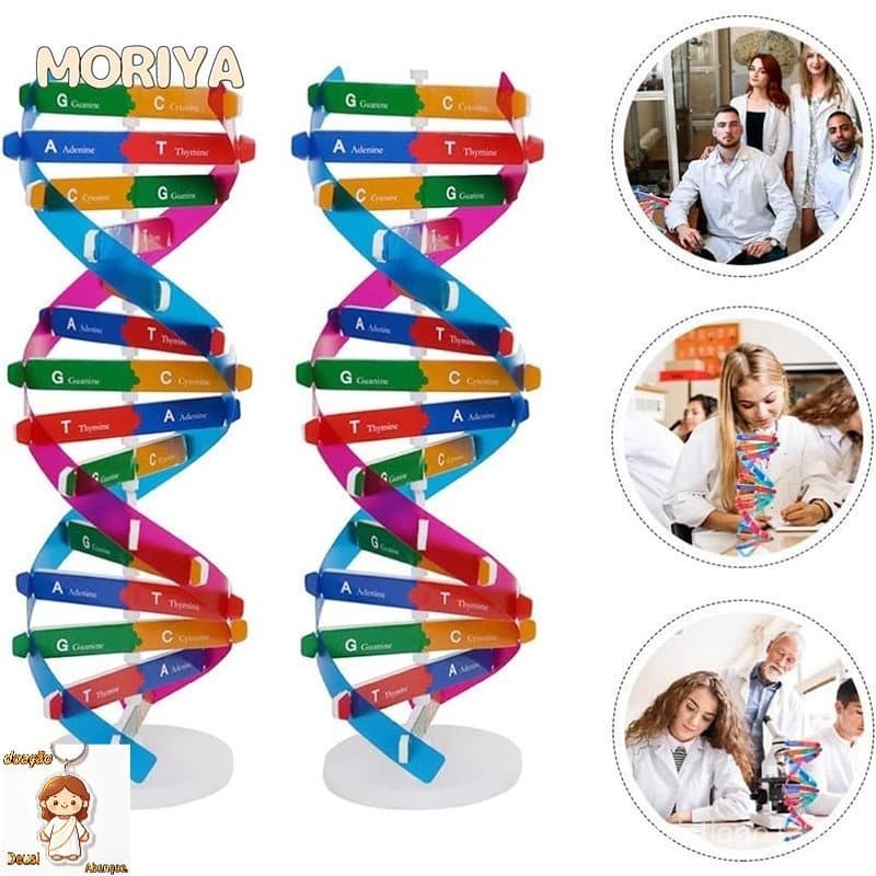 Kits De Ciência Biológica Toy Montessori Block Estrutura Do Modelo De DNA