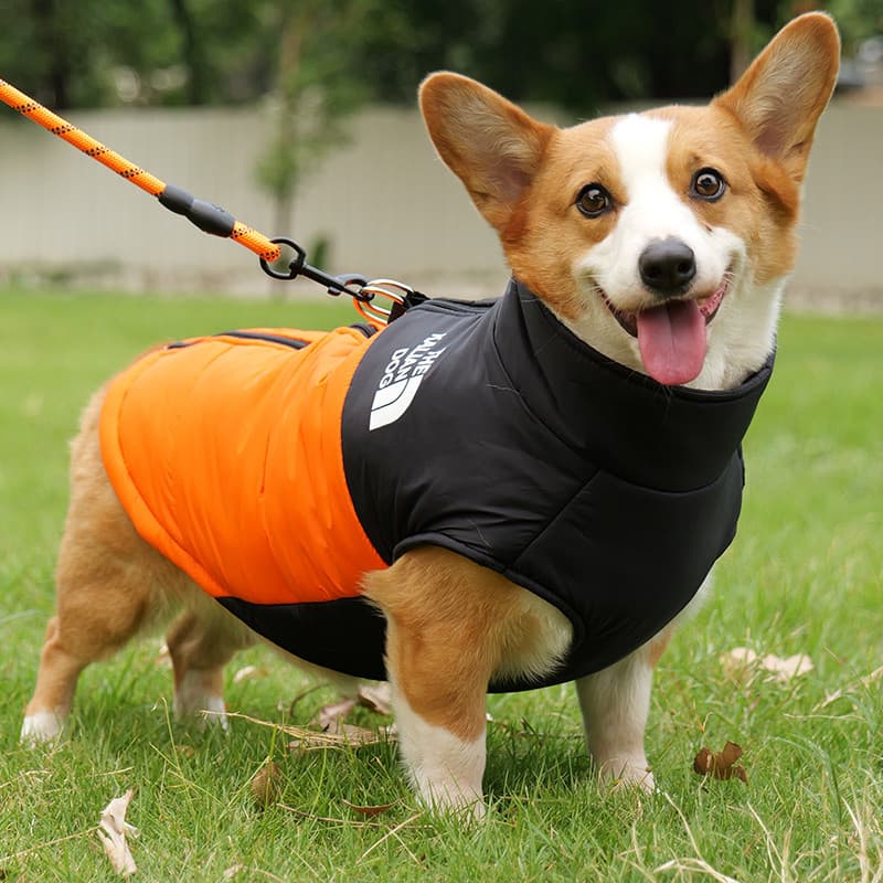 Roupas de tração para cães outono inverno algodão acolchoado roupas de tamanho médio cães Corgi Dachshund engrossado que