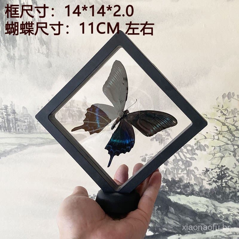 Espécime popular de borboleta real em filme transparente preto, caixa flutuante decorativa, ornamento para fotos, presen
