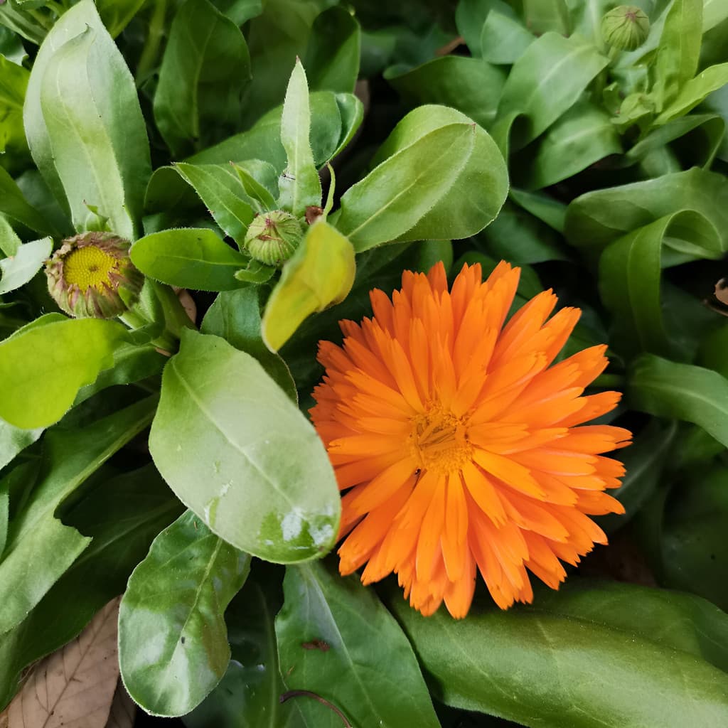 flores ornamentais 100 Calêndula Sementes Fácil Cultivo Germinação planta para vaso