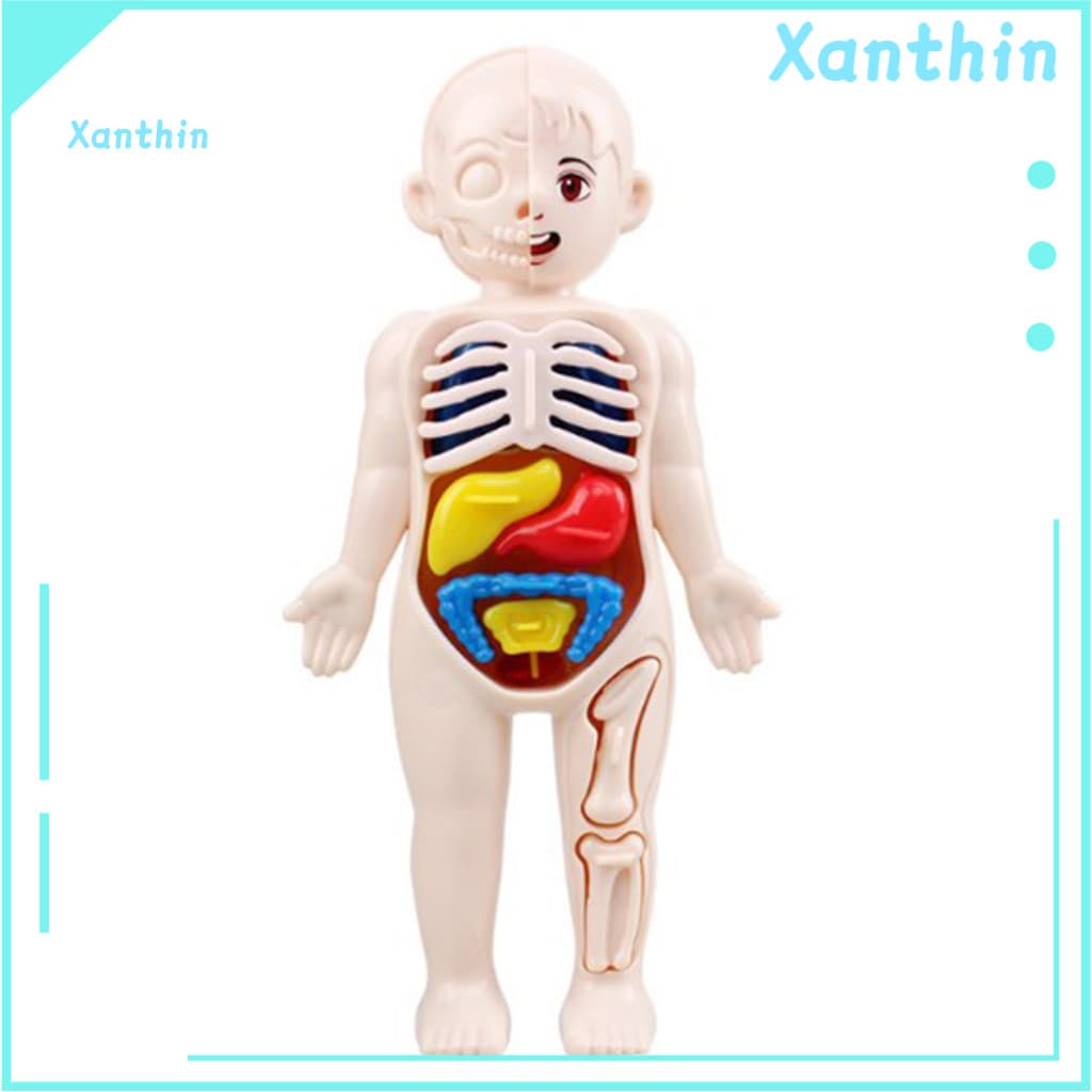 Science Learning Toys for Kids Organ Structure Model 1 Set Body Kit with 11 Analysis Cards – Educational Diy Anatomy T