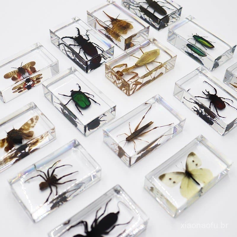 Espécimes de Insetos Colecionáveis Jingling Craft: Besouros-Cervo, Escorpiões, Louvaúros, Aranhas - Presentes de Nicho p