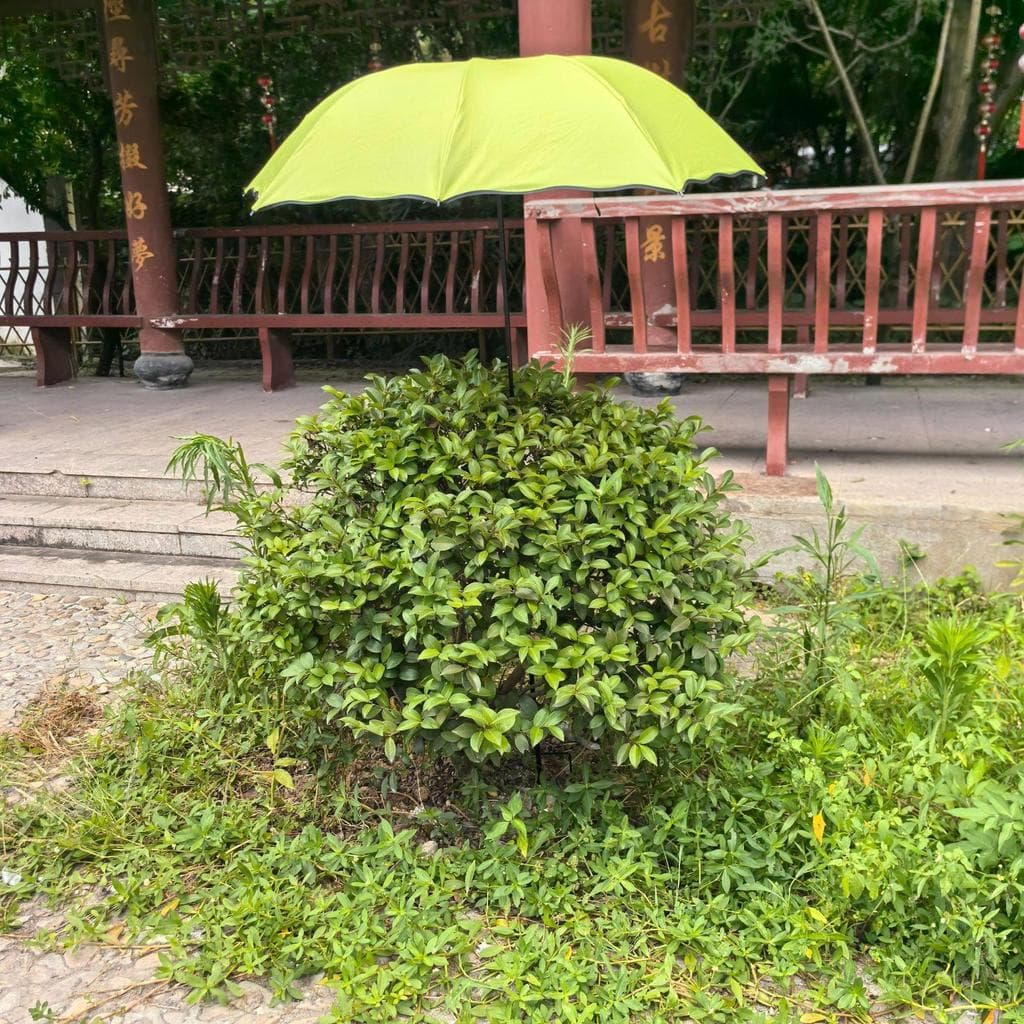 Guarda-chuva grande de 95 cm de diâmetro Guarda-chuva de pesca Capa de planta Guarda-chuva de flores Guarda-sol de hortê