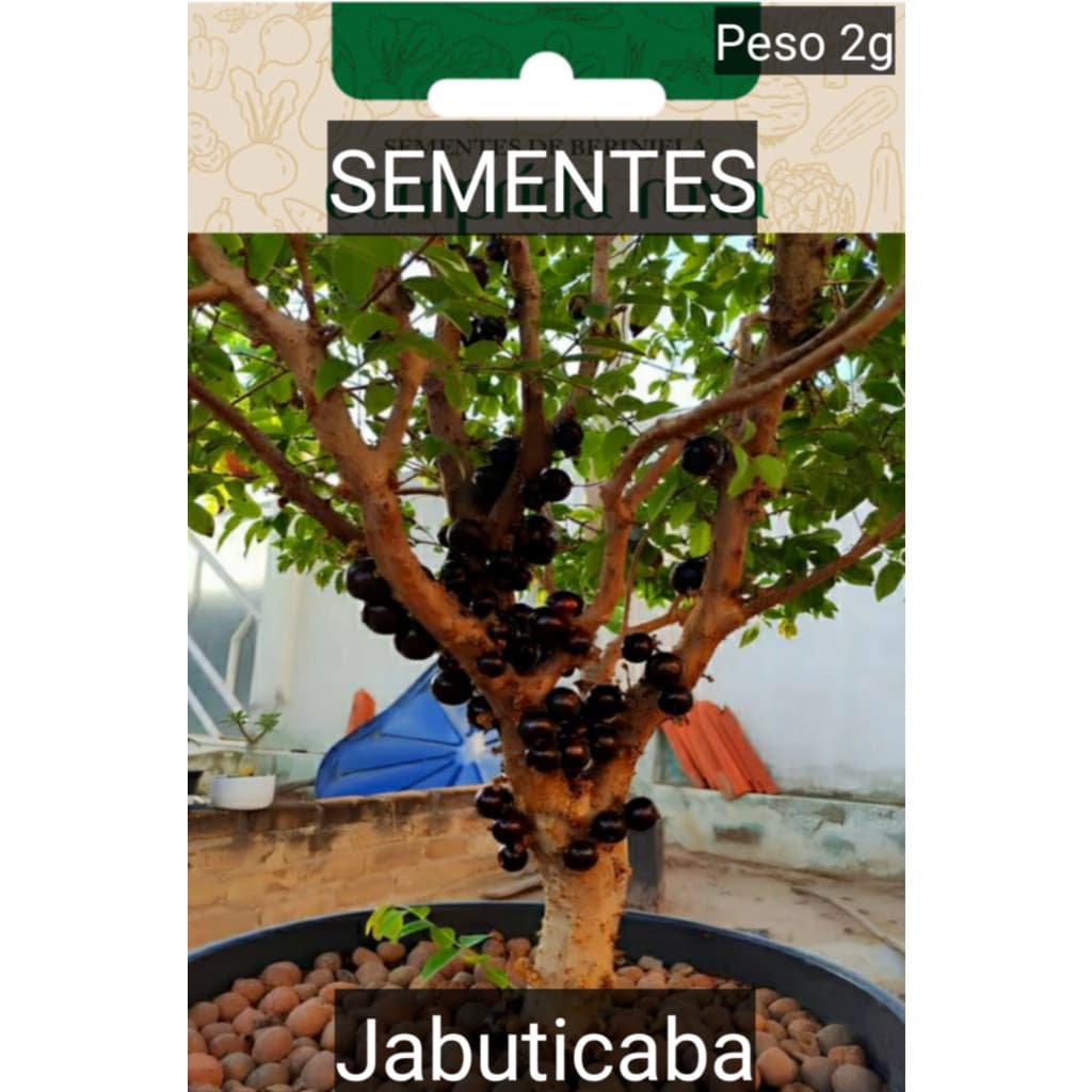 Kit SEMENTES JABOTICABA produz em vaso Jardim horta #2