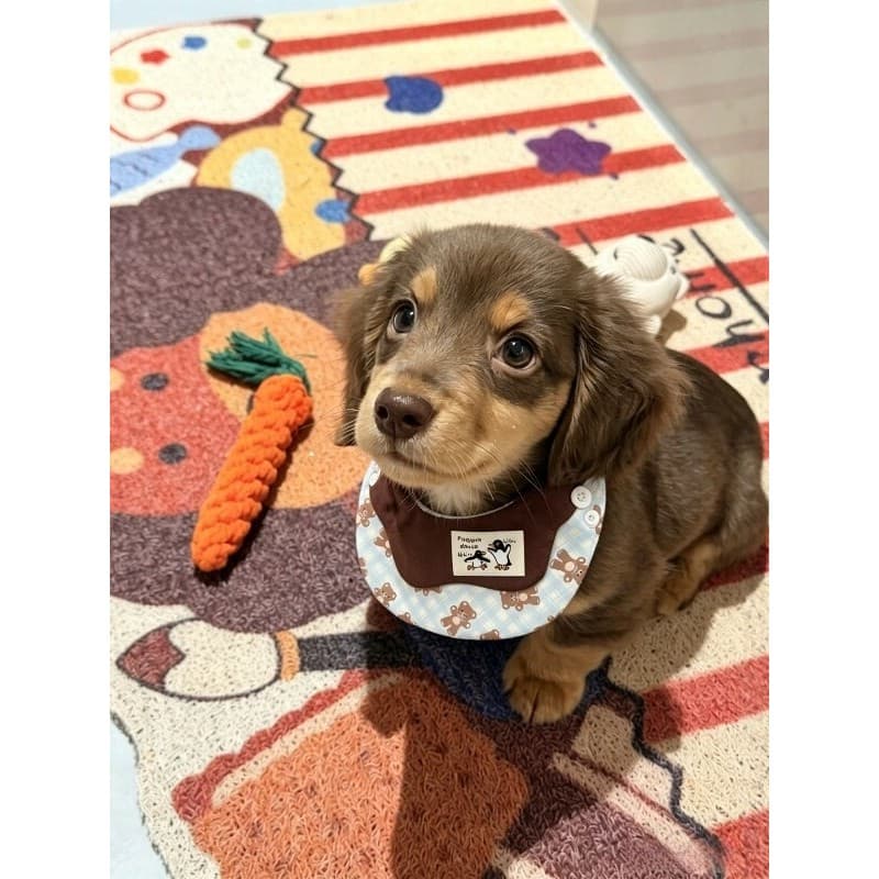 Babador para cachorro Dachshund desenho animado biscoito urso babador West Highland Bichon Pomeranian cachecol triangula