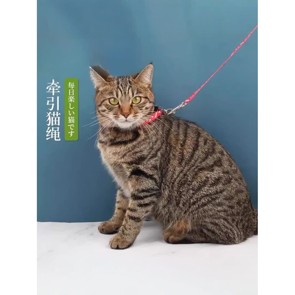 Coleira para gatos, coleira para gatos, prevenção de quebra, pescoço livre, caminhada, coleira para gatos, sem quebra