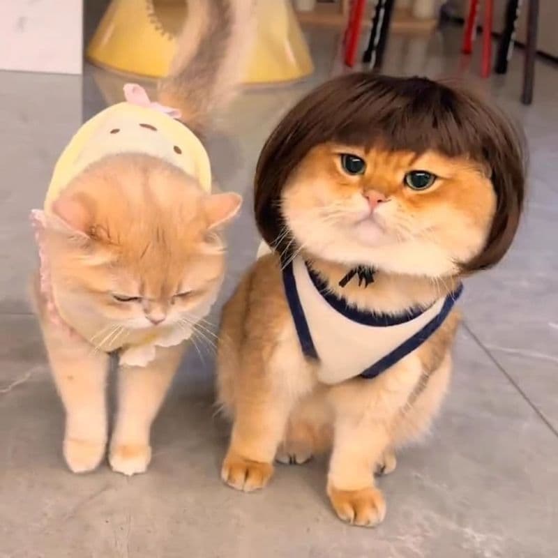 Gato cão animal de estimação Bobo conjunto de cabelo pet gato cão penteado cocar Kunkun mesmo estilo bonito engraçado CO