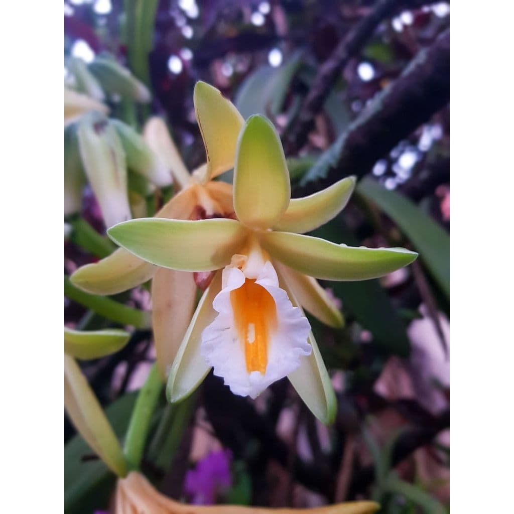 Orquídea Baunilha (Vanilla planifolia)