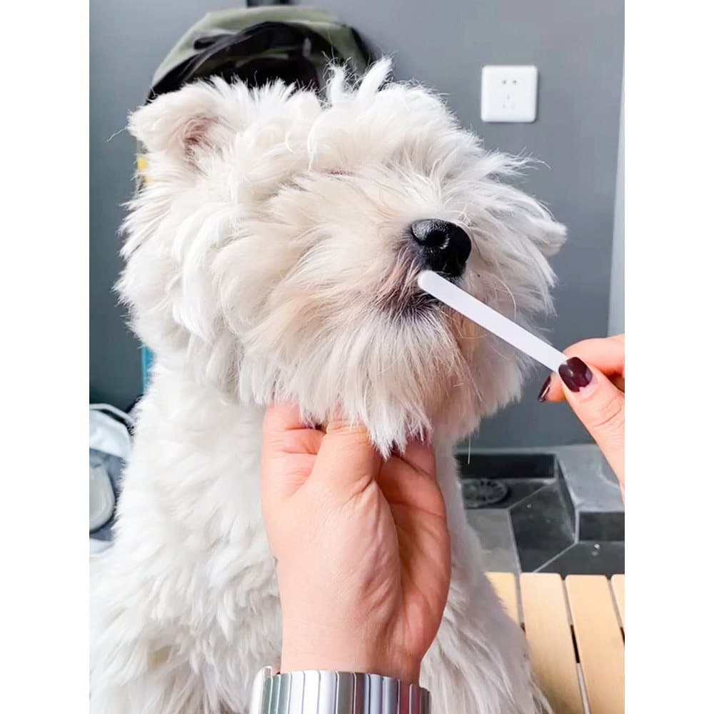 Escova de dentes para cães, conjunto de pasta de dente para cães, conjunto especial de pasta de dente para animais de es