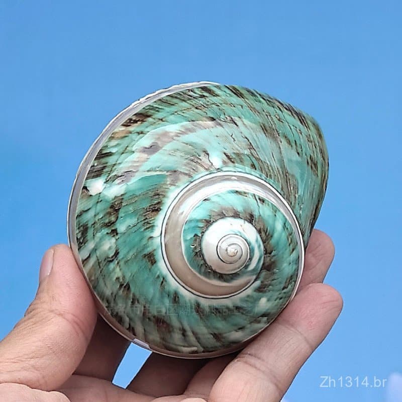 Conchas, estrelas-do-mar, caracóis, caranguejos-eremitas, decorações para aquários que mudam de forma, ornamentos para c