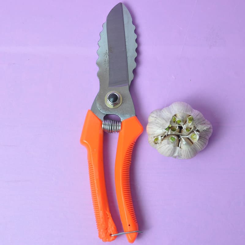Tesoura especial de alho tesoura de poda ramo de frutas flor ramo tesoura não elétrica Material de ervas tesoura de cogu