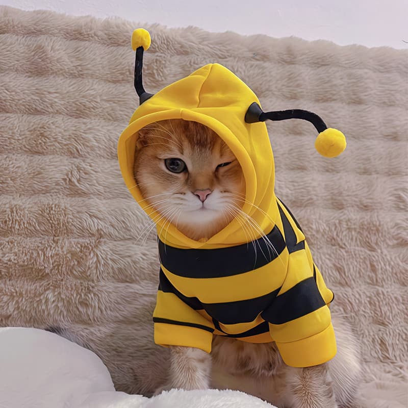 Roupas de gato outono inverno bonito abelha quente moletom Muppets britânico curto dourado gradiente filhote de cachorro