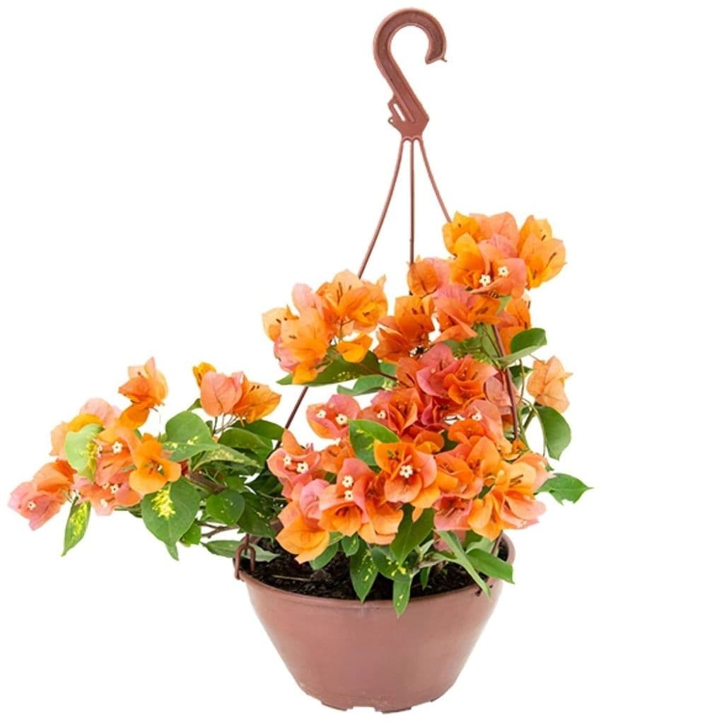 Muda de Primavera Pendente Variada Bougainvillea Planta Ornamental Florífera Colorida Jardim Paisagismo Muro Cuia 21