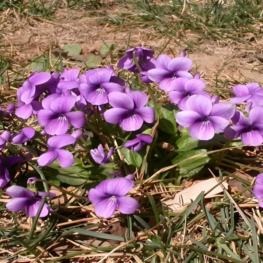 flores ornamentais 100 Sementes De Dietina Violeta  Hardy Varanda  Hardy planta para vaso