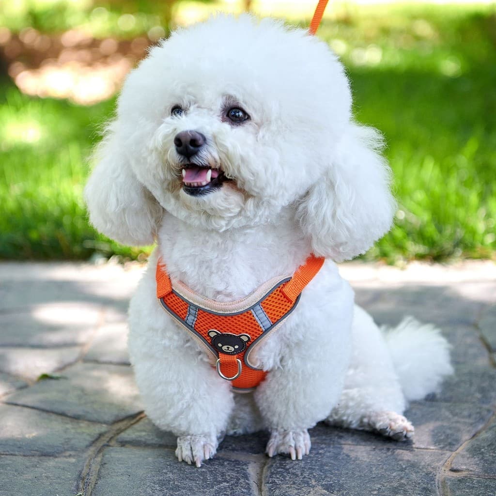 Coleira para cachorro tipo colete, alça peitoral para cachorro pequeno, filhote de cachorro, coleira para caminhada, cor