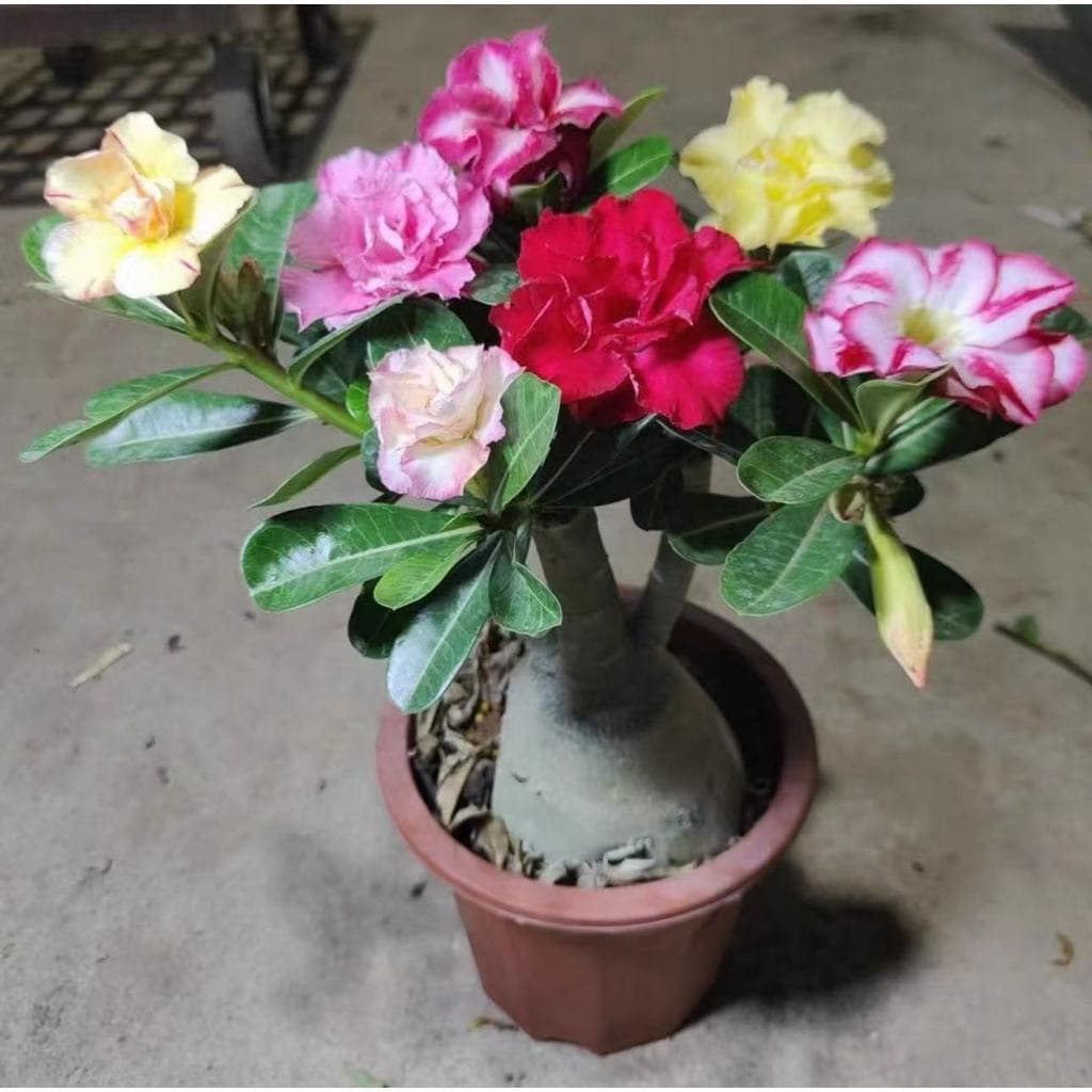 viva a natureza rosa do deserto sementes rosa do deserto flores lindas