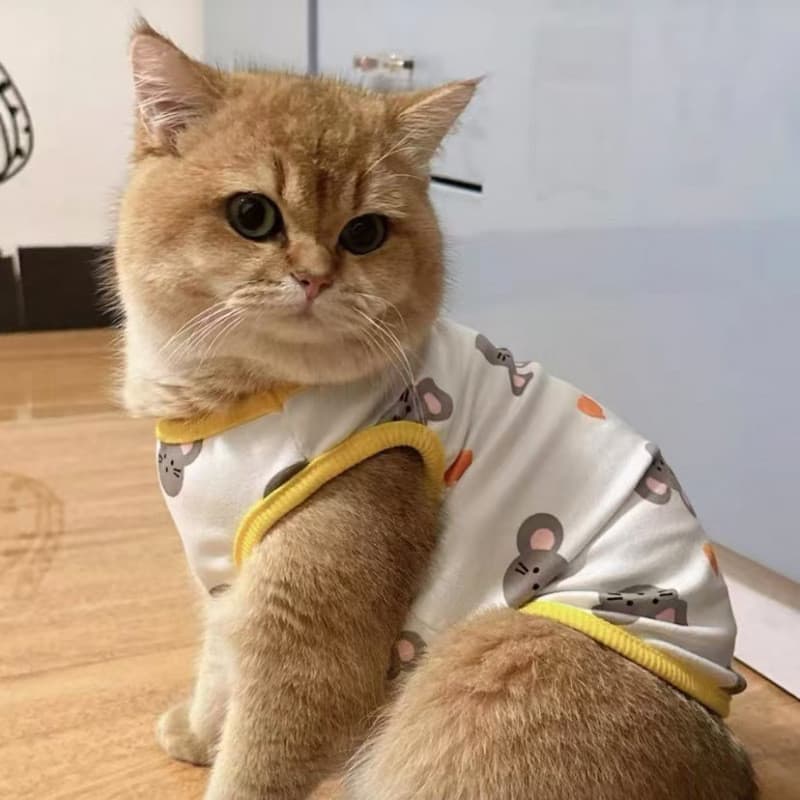 Roupa para gatos para evitar queda de pelos, estilo fino de verão para British Shorthair, Ragdoll, cães pequenos, cães T